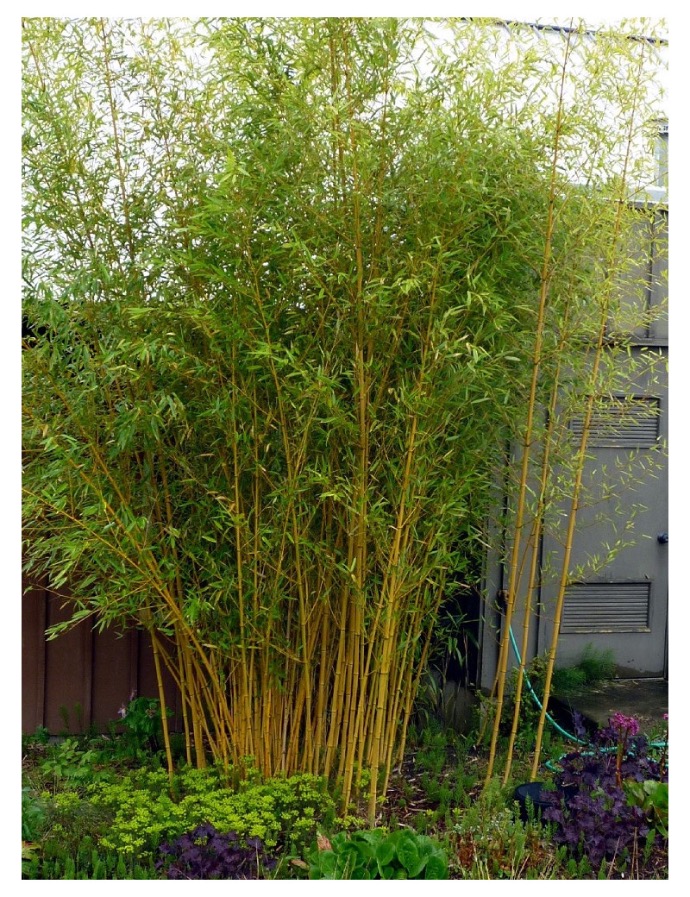 BAMBUSA PHYLLOSTACHYS AUREOSULCATA AUREOCAULIS CLT 5-10 125/150