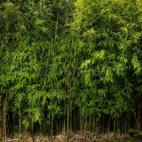 BAMBUSA PHYLLOSTACHYS AUREA CLT 450 600/650