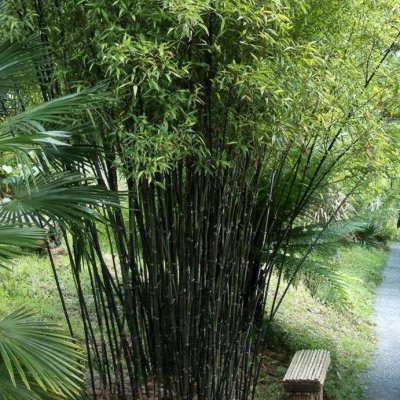 BAMBUSA PHYLLOSTACHYS NIGRA CLT 90 350/400