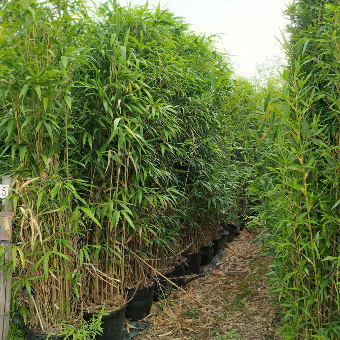 BAMBUSA PSEUDOSASA JAPONICA METAKE CLT 12 150/175
