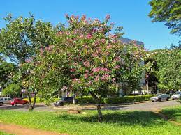 BAUHINIA PURPUREA CLT 70 TIGE 12-14