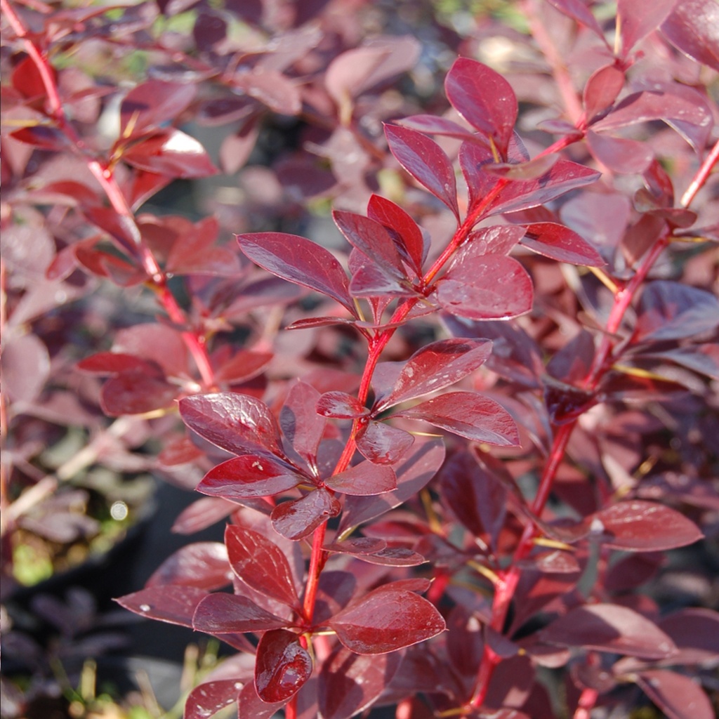 BERBERIS OTTAWENSIS AURICOMA CLT 10 60/80