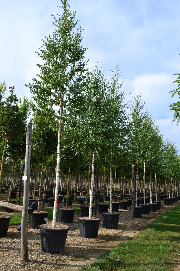 [1794] BETULA PENDULA (VERRUCOSA) CLT 70 CEPEE 350/400