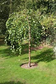 BETULA NIGRA SUMMER CASCADE CLT 40 100/125