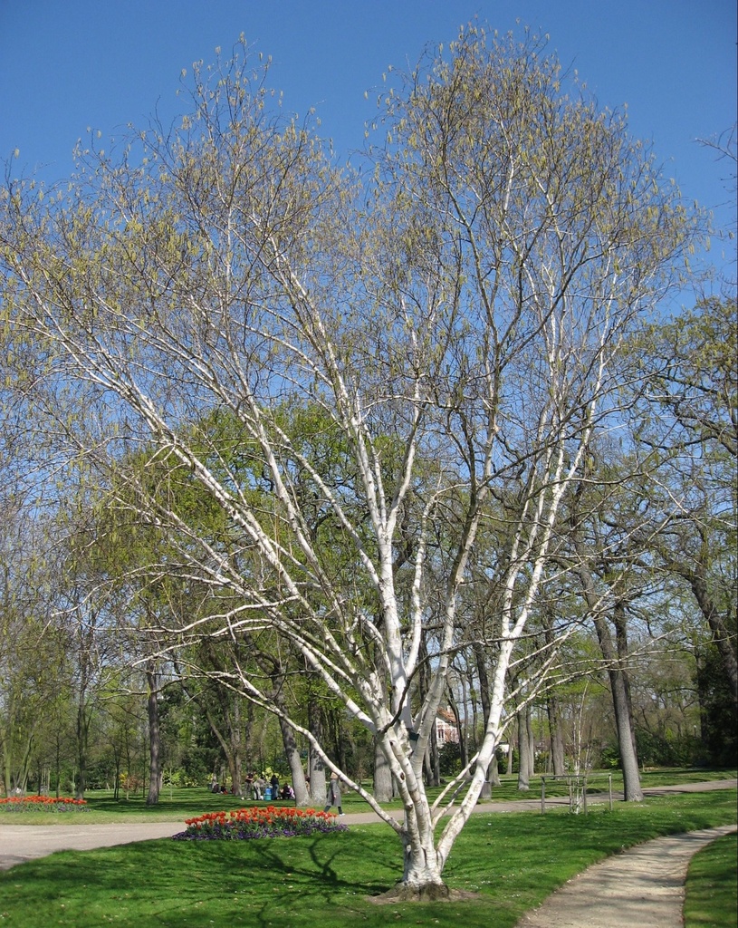 BETULA UTILIS CLT 15 125/150