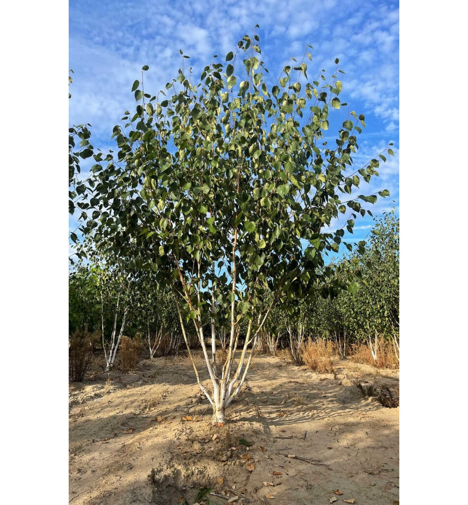 [1814] BETULA UTILIS CLT 50-110 CEPEE 300/350