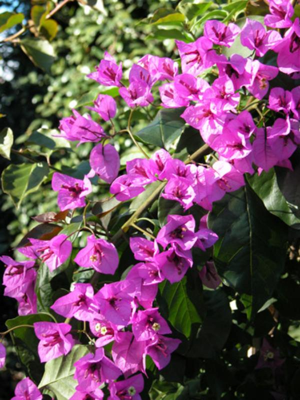 BOUGAINVILLEA GLABRA SANDERIANA (VIOLA) CLT 10 200/250