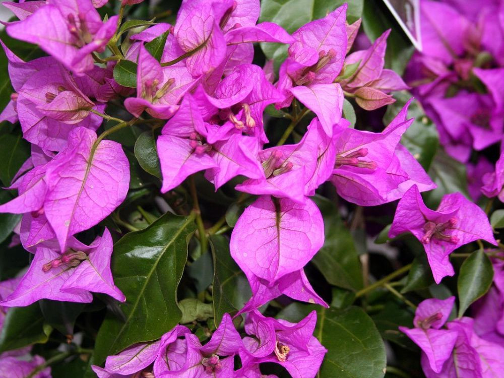 BOUGAINVILLEA GLABRA SANDERIANA (VIOLA) CLT 70 PALISSEE 180X120