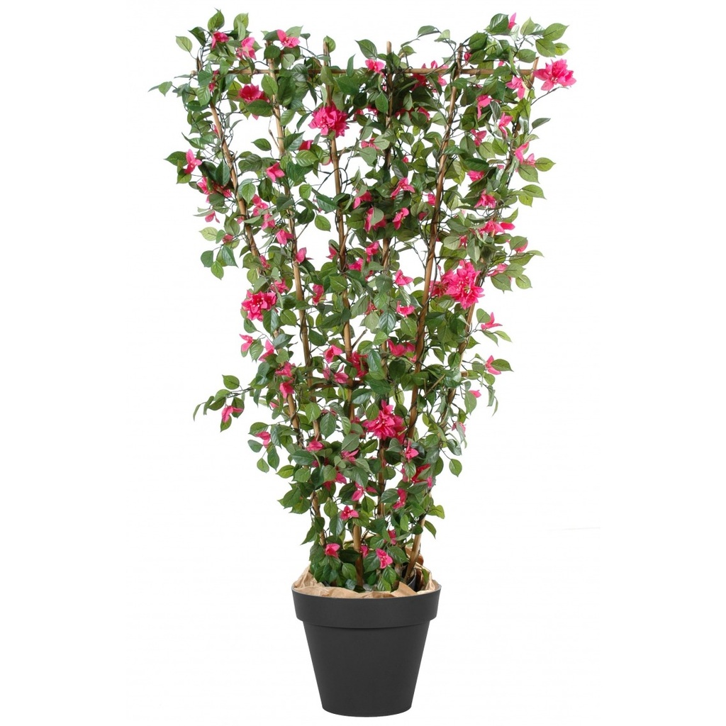 BOUGAINVILLEA JARDINIERE PALISSEE 80X50