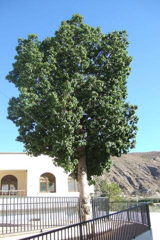 BRACHYCHITON POPULNEUS CLT 110 40-50