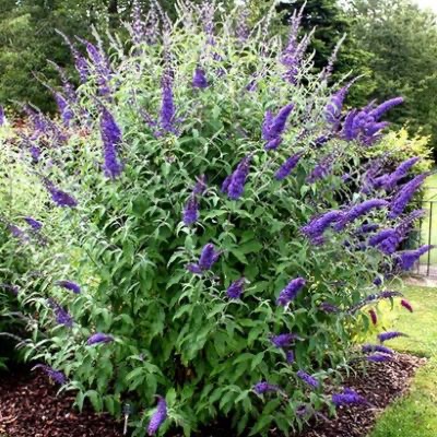 [2015] BUDDLEJA DAVIDII EMPIRE BLUE CLT 10 80/100