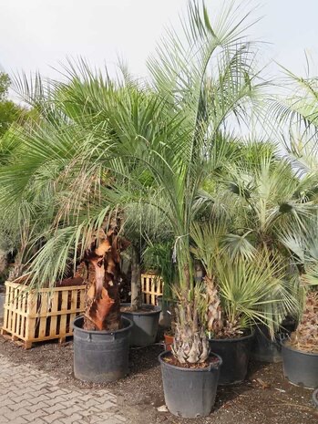 BUTIA AUSTRALIS CLT 500 TRONC T90/100 250/300