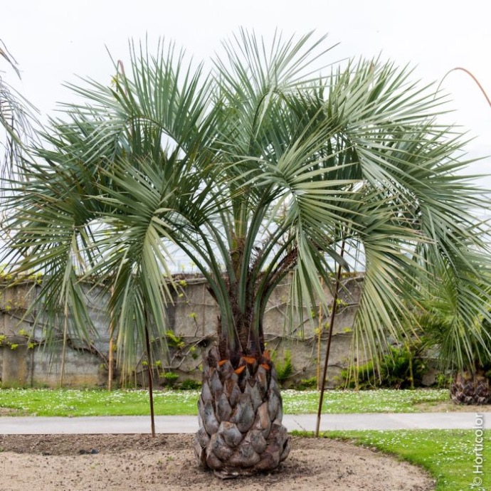 BUTIA CAPITATA CLT 30 80/100