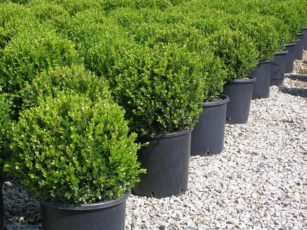 BUXUS MICROPHYLLA FAULKNER CLT 10 CONE 60/80