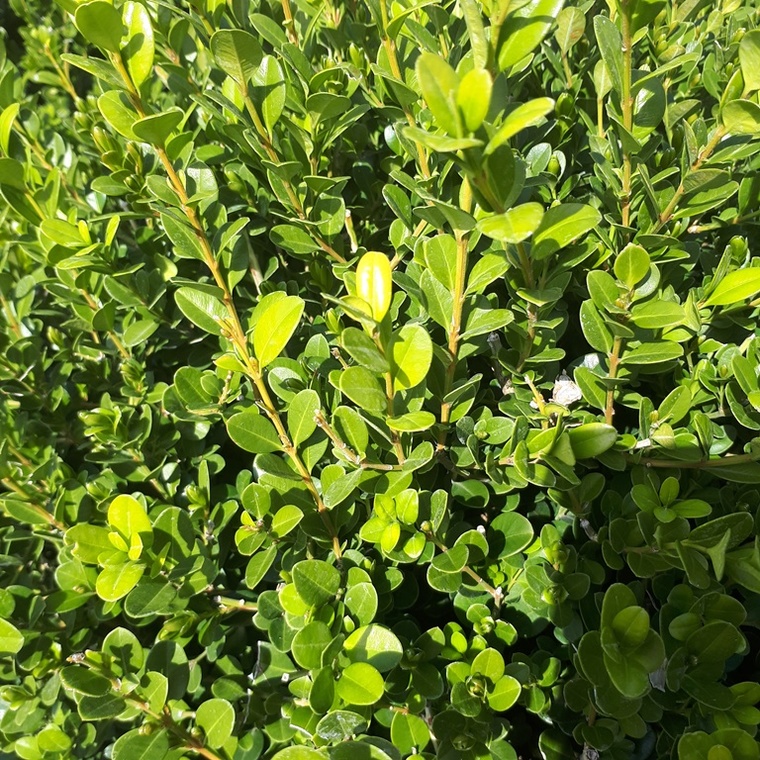 BUXUS MICROPHYLLA FAULKNER CLT 45 CUBE 60X60X60