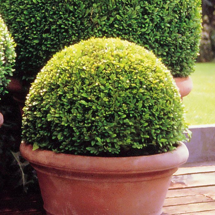 BUXUS SEMPERVIRENS CLT 25 CONE 80/100
