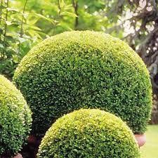 BUXUS SEMPERVIRENS ARBORESCENS CLT 5 40/60