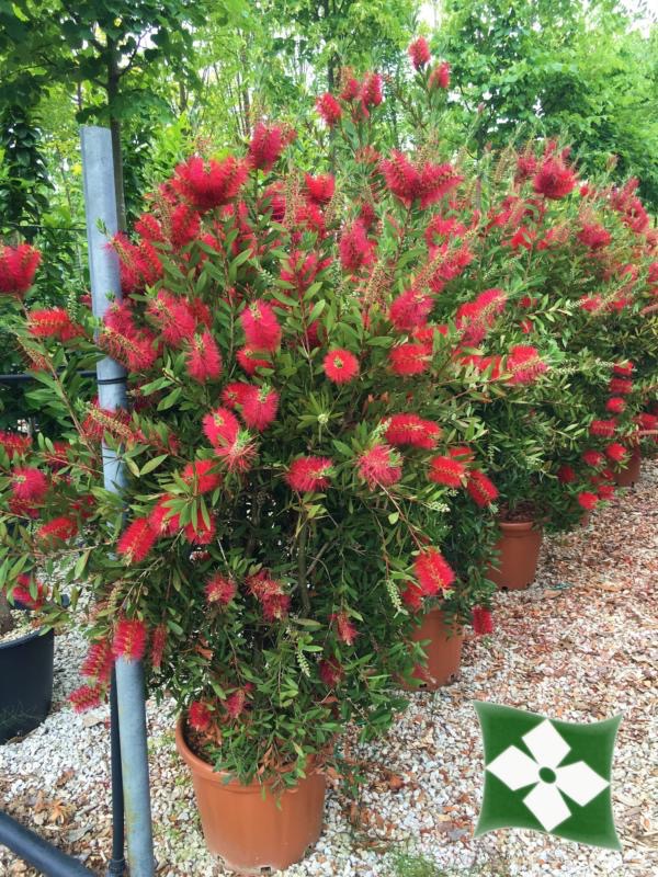 CALLISTEMON LAEVIS CLT 10 60/80