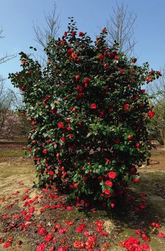 [2264] CAMELLIA JAPONICA ADOLPHE AUDUSSON CLT 25 100/125