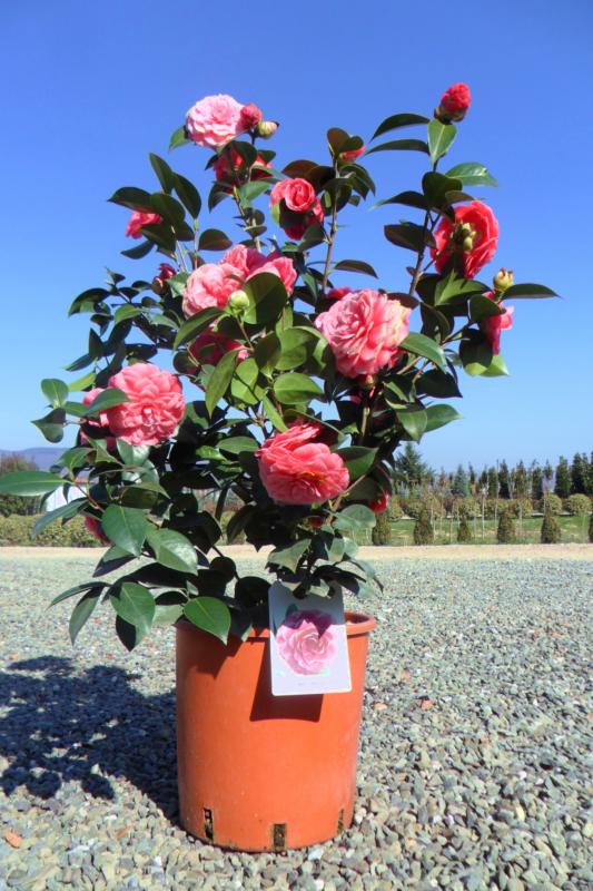 [2278] CAMELLIA JAPONICA CLT 30 125/150