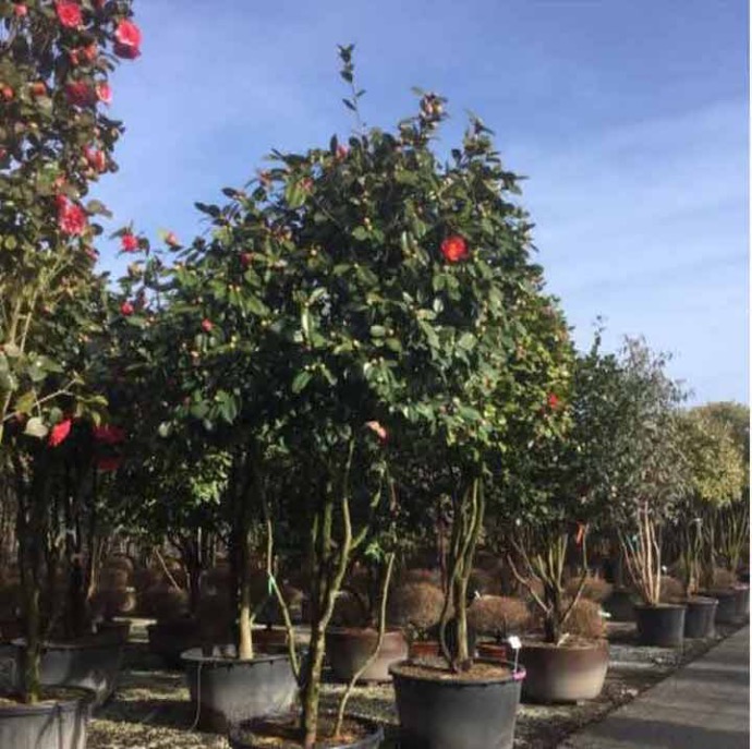 CAMELLIA JAPONICA COUPE 90 PARACHUTE 175/200