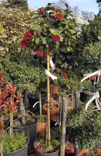 CAMELLIA JAPONICA BLACK LACE CLT 35 125/150