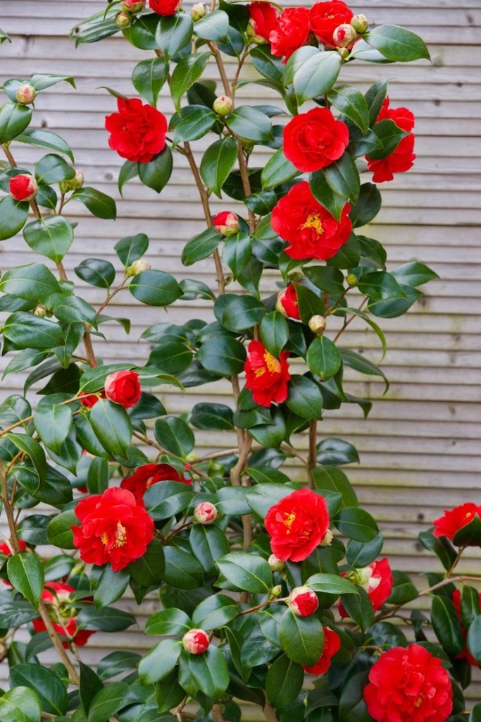 [2267] CAMELLIA JAPONICA BLOOD OF CHINA CLT 30 100/125