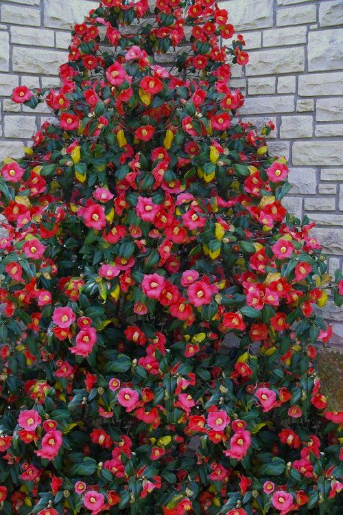 [2284] CAMELLIA JAPONICA COLONEL FIREY CLT 35 100/125