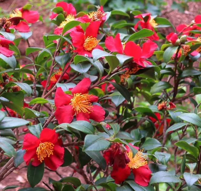 [2293] CAMELLIA SANSANQUA YULETIDE CLT 25 100/125