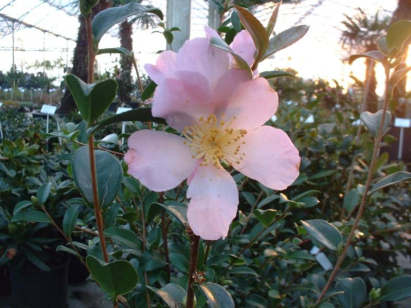 [2318] CAMELLIA SASANQUA MAIDEN'S BLUSH CLT 30 60/80