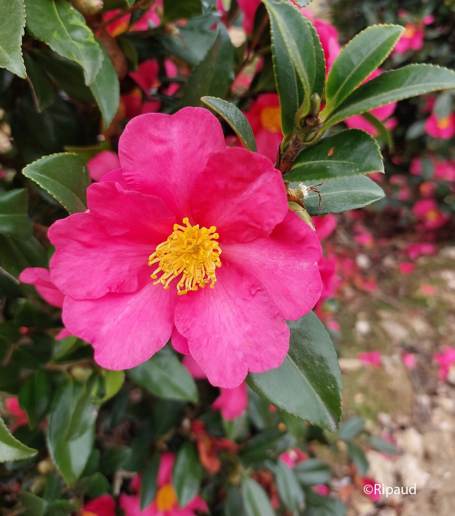 [2317] CAMELLIA SASANQUA KANJIRO CLT 30 DEMI TIGE