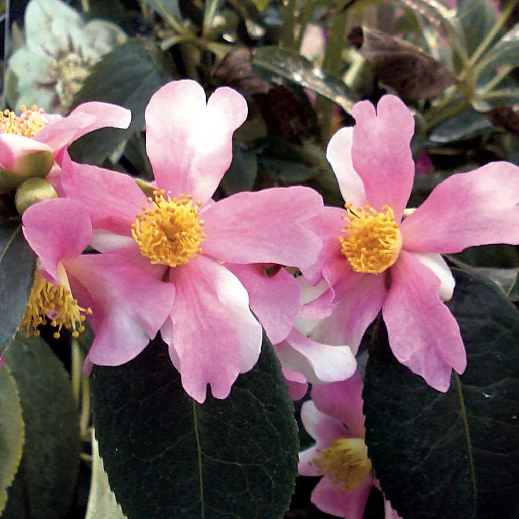 [2299] CAMELLIA SASANQUA CLT 15 DEMI TIGE