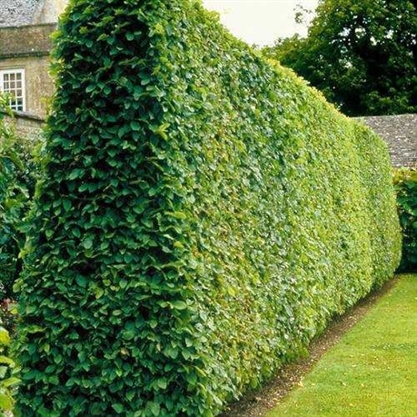 CARPINUS BETULUS CLT 10 125/150