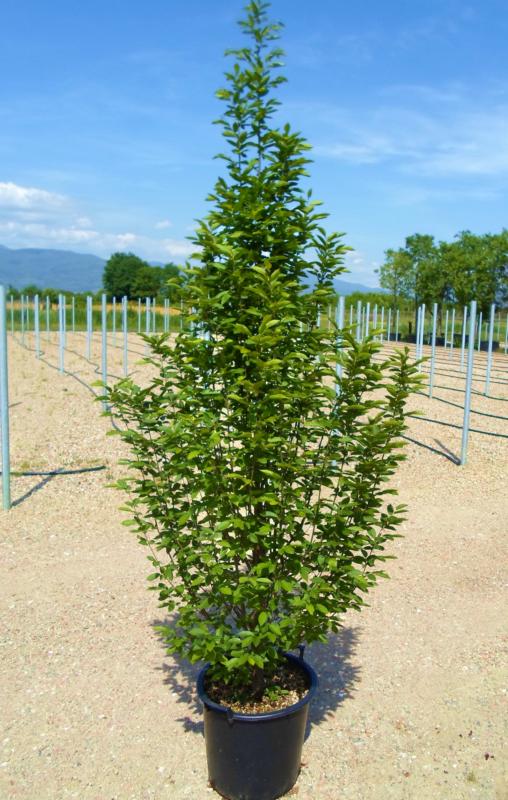 CARPINUS BETULUS PYRAMIDALIS CLT 285 TIGE 20-25