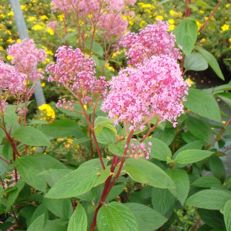 CEANOTHUS PALLIDUS PERLE ROSE CLT 10 60/80