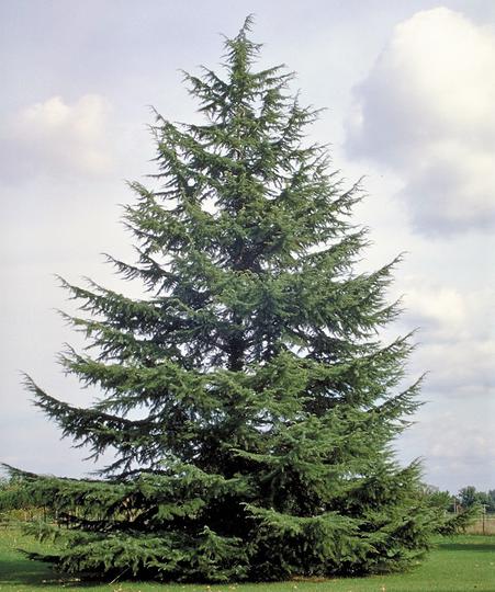 CEDRUS ATLANTICA CLT 180 TIGE 25-30 450/500