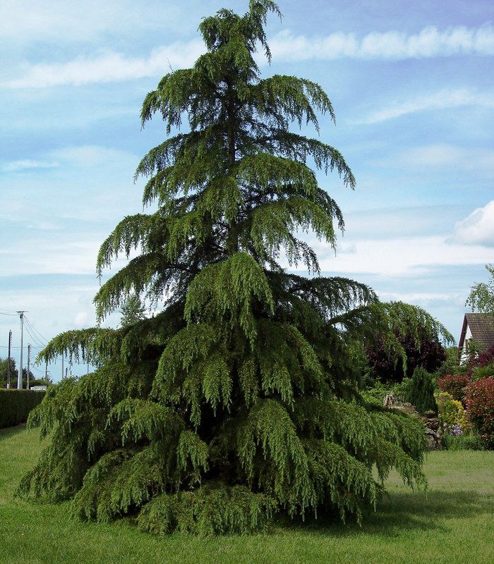 CEDRUS DEODARA AIR POT 550/600