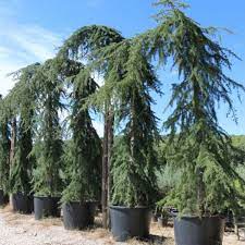 CEDRUS DEODARA PENDULA CLT 110 150/175