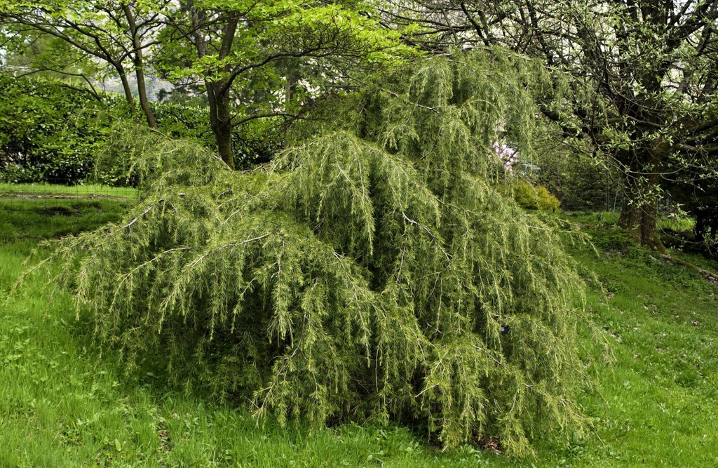 CEDRUS DEODARA ROBUSTA GLAUCA CLT 160 350/400