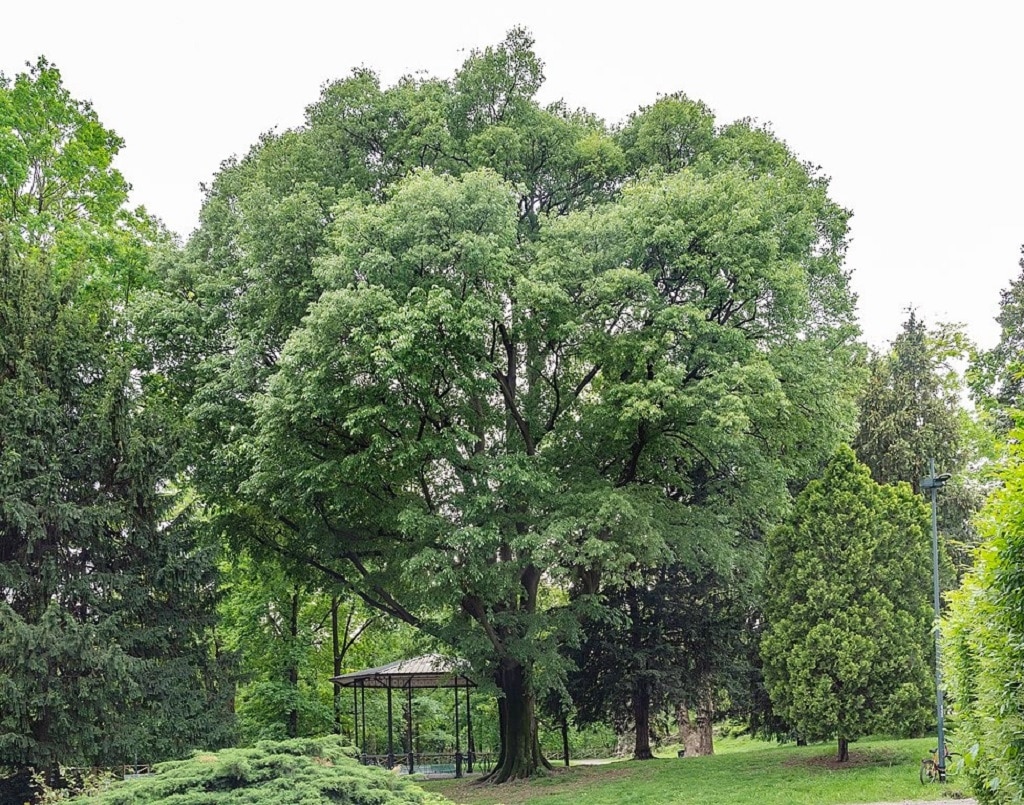 CELTIS AUSTRALIS (MICOCOUILIER) CLT 110 TIGE 14-16