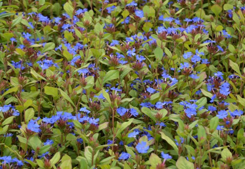 CERATOSTIGMA PLUMBAGINOIDES CLT 10 60/80