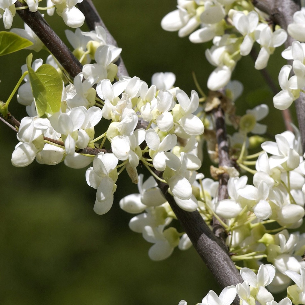 CERCIS CANADENSIS ROYAL WHITE CLT 30 175/200
