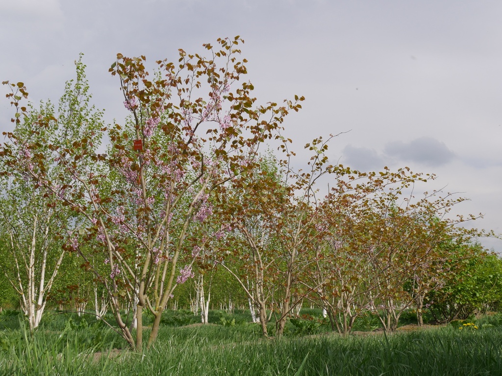 CERCIS GIGANTEA CLT 35 TIGE 10-12