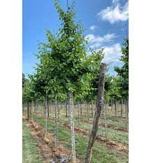 CERCIS SILIQUASTRUM CLT 55 TIGE 14-16