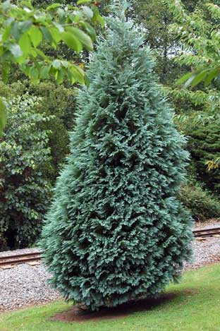 CHAMAECYPARIS LAWSONIANA ALUMII CLT 18 100/125