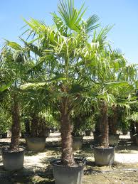 [2983] CHAMAEROPS EXCELSA (TRACHYCARPUS FORTUNEI) CLT 110 TRONC T140/160