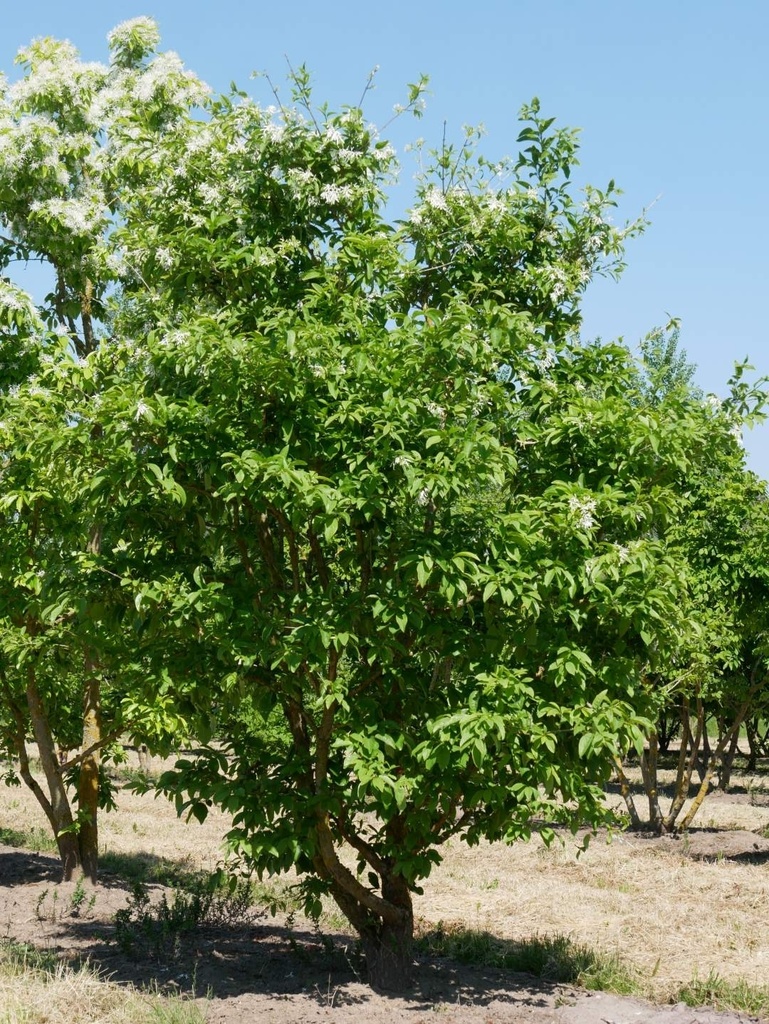 CHIONANTHUS RETUSUS CLT 30 TIGE 10-12