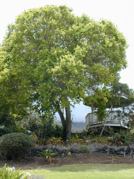 [3120] CINNAMOMUM CAMPHORA CLT 150 TIGE 16-18