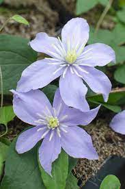 [3250] CLEMATIS JUSTA CLT 7 175/200