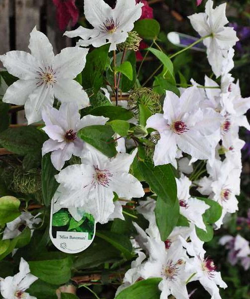 CLEMATIS MISS BATEMAN CLT 7 175/200